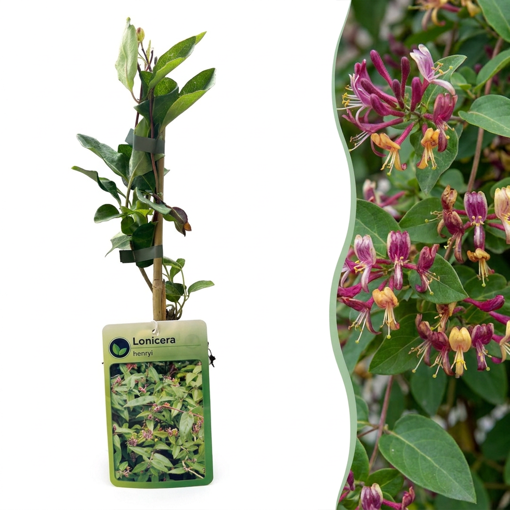 Chèvrefeuille de Henry - Lonicera henryi - H 35 cm, pot Ø9 cm - photo 7