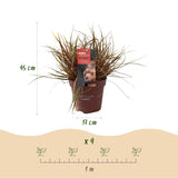 Uncinia Everflame - 2 plants - H 50 cm, pot Ø17 cm