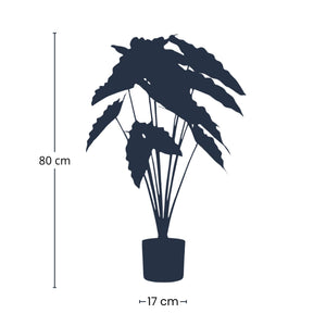 Alocasia plante artificielle