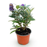 Green boutiQ - Planta de Jardim - Buddleja davidii Butterfly Candy Little Lila - Arbusto das Borboletas - Compacto - Lilás - 1 Planta - Vaso 12cm - Altura 20-25cm