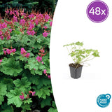 Géranium à grosses racines Czakor en godet - Geranium macrorrhizum - H 10-25 cm, pot Ø9 cm