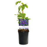 Clématite Mrs N. Thompson - Clematis - lot de 2 plants - H 40 cm, pot Ø11 cm