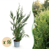 Kit haie Cyprès de Leyland 2011 - H 30-40 cm, pot Ø9 cm