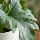 Green boutiQ - Kamerplant - Philodendron - Philodendron Lickety split - Groen - Weinig onderhoud - 1 Plant - met Potter Wit - Pot 19cm - Hoogte 70cm