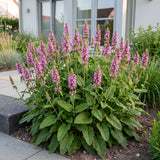 Bétoine Ukkie - H 15-25 cm, pot Ø11 cm