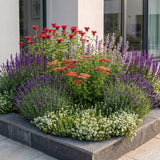 Pack massif parfumé en mélange - H 15-25 cm, pot Ø11 cm