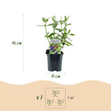 La Green Touch - Planta de Jardim - Buddleja davidii Empire Blue - Arbusto-borboleta - Resistente ao Inverno - Azul - 3 Plantas - Vaso 17cm - Altura 45cm