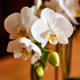 Orchidée Phalaenopsis blanche Mineral Amabilis - cache-pot Sky et boîte cadeau - H 40 cm, pot Ø9 cm