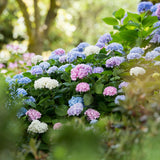 Green boutiQ - Planta de Jardim - Hortênsia Endless Summer Azul - Rosa - Branca - Hortensia - Resistente ao Frio - Azul - Rosa - Branco - 3 Plantas - Vaso 14cm - Altura 20-25cm