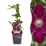 Clématite Rouge Cardinal - 6 plants
