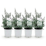 Eucalyptus gunnii - 4 plants - H 40 cm, pot Ø17 cm