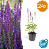 Sauge des bois Ostfriesland en godet - Salvia nemorosa - H 10-25 cm, pot Ø9 cm