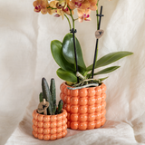 Set orchidée Jamaica orange et Stapelia - cache-pots Poppy orange - H 35 cm