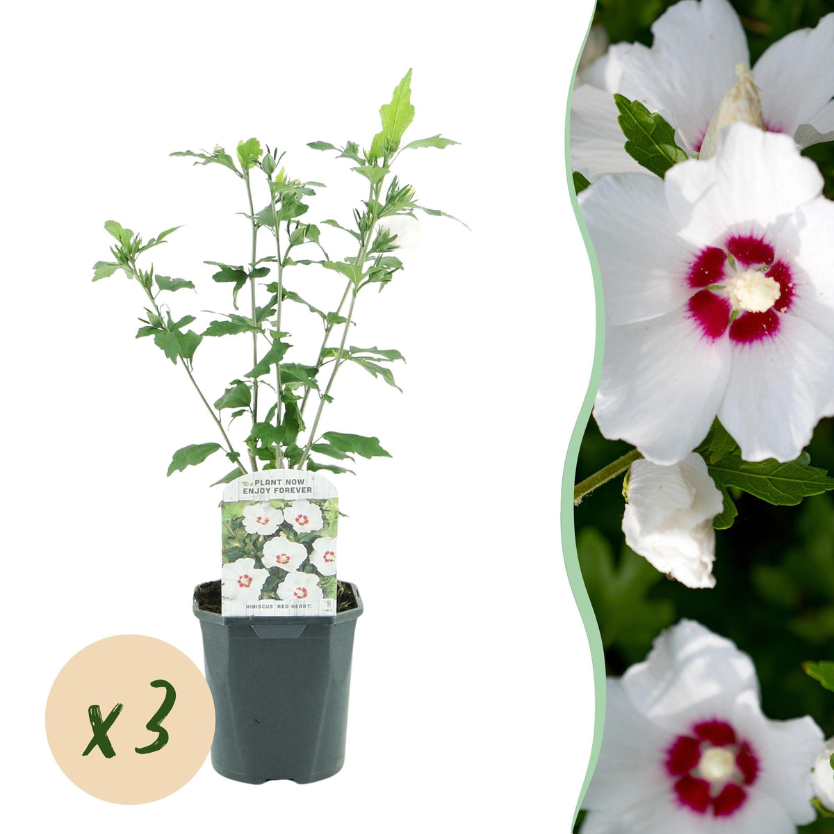 Green boutiQ - Planta de Jardim - Hibisco Sírio Red Heart - Hibisco de Jardim - Resistente ao Inverno - Branco - Vermelho - 3 Plantas - Vaso 17cm - Altura 45cm