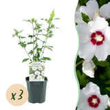 Green boutiQ - Planta de Jardim - Hibisco Sírio Red Heart - Hibisco de Jardim - Resistente ao Inverno - Branco - Vermelho - 3 Plantas - Vaso 17cm - Altura 45cm