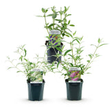 Green boutiQ - Planta de Jardim - Buddleja davidii Tricolour - Arbusto-das-borboletas - Resistente ao Inverno - Azul - Rosa - Branco - 3 Plantas - Vaso 17cm - Altura 45cm