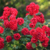 Green boutiQ - Rosa de Jardim - Rosa Rote The Fairy - Rosa - Resistente ao Inverno - Vermelho - 3 Plantas - Vaso 12cm - Altura 20-25cm