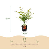 Érables du Japon Orange Dream - 2 plants - H 70 cm, pot Ø19 cm