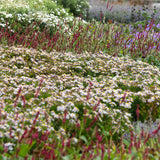 Kit de vivaces pour l'ombre - 24 plants pour 3 m² - H 25 cm, pot Ø11 cm