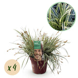Carex Everest - 4 plants - H 50 cm, pot Ø17 cm