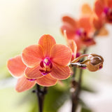 Orchidée Phalaenopsis orange Mineral Bolzano et 2 succulentes - coffret Tree - pot Ø9 cm