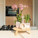 Orchidée Phalaenopsis vieux rose Mineral Treviso - H 35 cm, pot Ø9 cm