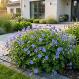 Géranium vivace Johnson's Blue - Bec-de-grue bleu - H 15-25 cm, pot Ø11 cm
