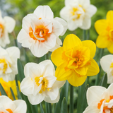 Narcisse double en mélange - 80 bulbes