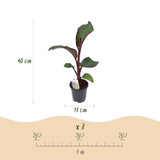 Bananier d'Abyssinie rouge Maurelii - Ensete ventricosum - 2 plants - H 40 cm, pot Ø17 cm