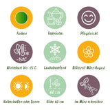 Kit de vivaces aromatiques à tisane - 24 plants pour 3 m² - H 25 cm, pot Ø11 cm