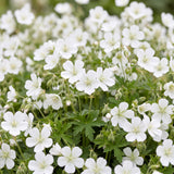 Géranium sanguin Album - H 15-25 cm, pot Ø11 cm - photo 5