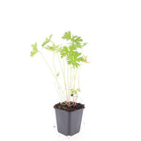 Géranium vivace Johnson's Blue en godet - Geranium hybride - H 10-25 cm, pot Ø9 cm - photo 5