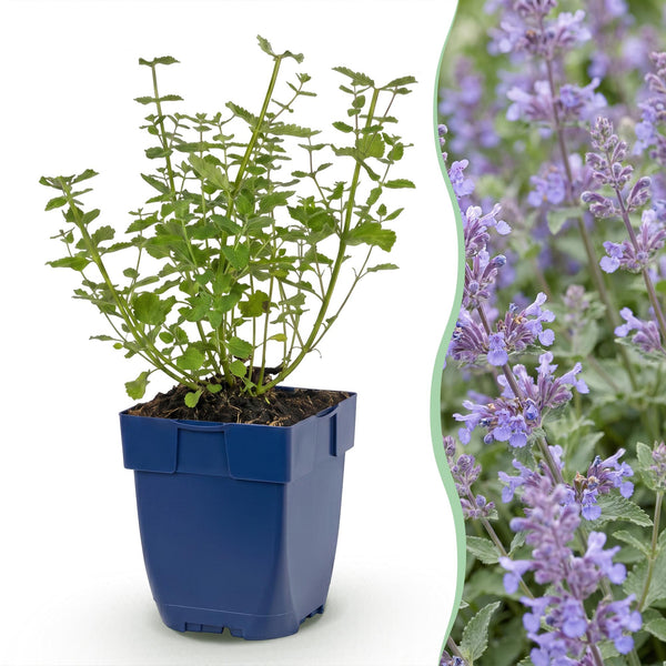 Népéta Walker's Low - H 15-25 cm, pot Ø11 cm