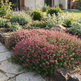Thym rampant Red Carpet - Thymus praecox - H 15-25 cm, pot Ø11 cm - photo 6