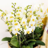Orchidées Phalaenopsis blanches Blossom Lausanne en panier Cotton - bouquet de 3 - H 45 cm, pots Ø12 cm