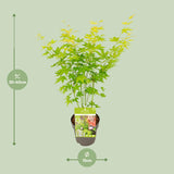Érable du Japon Going Green - Acer palmatum - H 30 cm, pot Ø15 cm