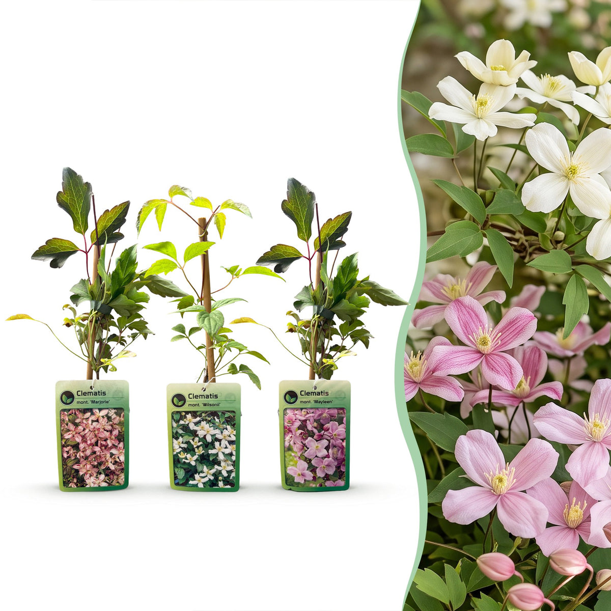 Clématites des montagnes en mélange - Clematis montana - H 35 cm, pot Ø9 cm - photo 8