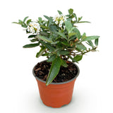 Buddleia Butterfly Candy Little White - H 20-25 cm, pot Ø12 cm