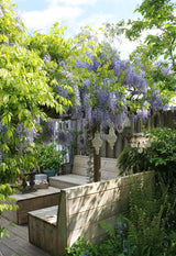 Glycine de Chine Caroline - Wisteria sinensis - H 65 cm, pot Ø15 cm