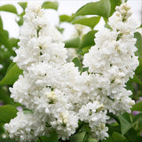 Green boutiQ - Planta de Jardim - Syringa vulgaris Mme Lemoine - Lilás Comum - Resistente ao Inverno - Branco - 1 Planta - Vaso 17cm - Altura 45cm