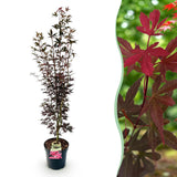 Érable du Japon Skeeter's Broom - H 90 cm, pot Ø26 cm