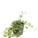 Petite pervenche en godet - Vinca minor - H 10-25 cm, pot Ø9 cm - photo 3