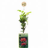 Bignone de Virginie - lot de 2 plants - pot Ø9 cm