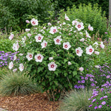 Green boutiQ - Planta de Jardim - Hibiscus syriacus Hamabo - Hibiscus de Jardim - Resistente ao Inverno - Branco - Rosa - 3 Plantas - Vaso 17cm - Altura 45cm
