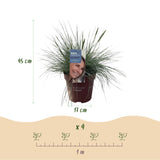 Graminées persistantes en mélange - 4 plants - H 50 cm, pot Ø17 cm