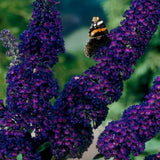 Green boutiQ - Planta de Jardim - Buddleja davidii Black Night - Arbusto das Borboletas - Resistente ao Inverno - Roxo - 3 Plantas - Vaso 17cm - Altura 45cm