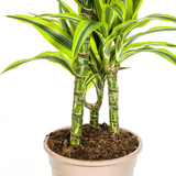 Dracaena Lemon Lime avec cache-pot