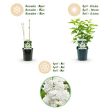 Green boutiQ - Planta de Jardim - Syringa vulgaris Mme Lemoine - Lilás Comum - Resistente ao Inverno - Branco - 1 Planta - Vaso 17cm - Altura 45cm