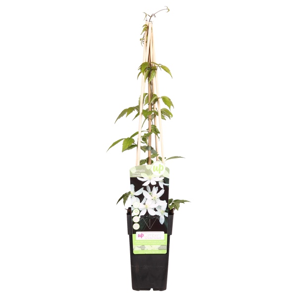 Clématite montana Grandiflora - Clématite des montagnes blanche - H 65 cm, pot Ø15 cm