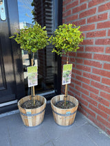 Fusain Emerald'n Gold sur tige - Euonymus fortunei - H 90 cm, pot Ø19 cm